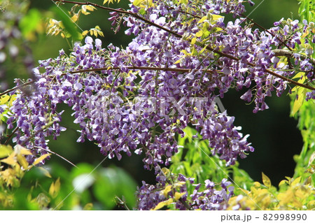 歓迎 花言葉 の写真素材