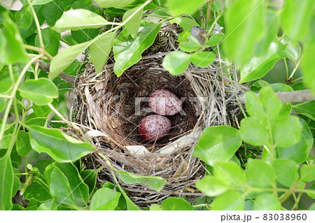 野鳥の卵の写真素材 - PIXTA