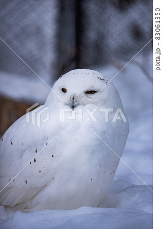 ハリーポッターの写真素材