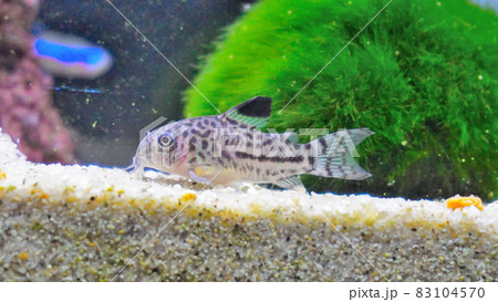 コリドラスジュリーの写真素材