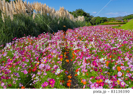 寺山公園 薩摩川内市 の写真素材