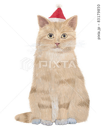 茶トラのイラスト素材