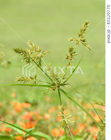 スゲ 花 植物 雑草の写真素材