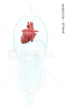 心臓のイラスト素材集 ピクスタ 心臓のイラスト素材集 ピクスタ