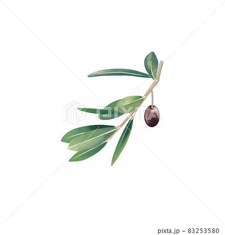 オリーブ イラスト 植物 水彩のイラスト素材