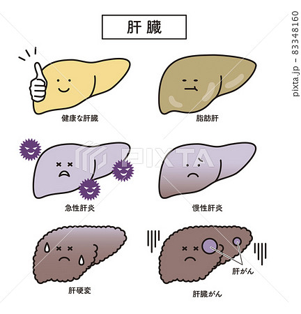 肝臓のイラスト素材