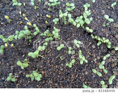 双葉 発芽 春菊 緑の写真素材