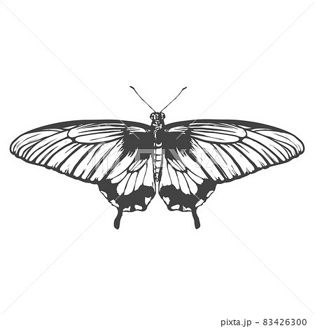 モノクロ 白黒 チョウ 蝶のイラスト素材