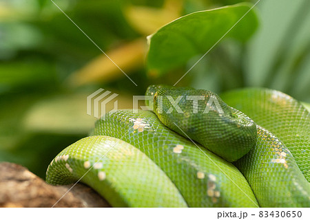 ウロコ アップ ヘビ 蛇の写真素材