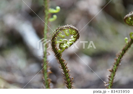 羊歯の写真素材