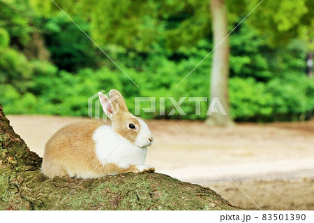 野うさぎ 野ウサギの写真素材 - PIXTA