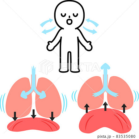 肺のイラスト素材