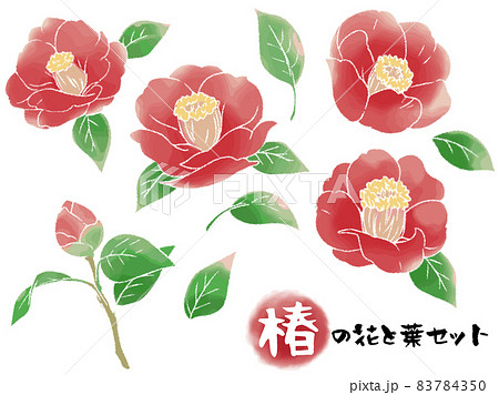 花 椿 イラスト 手描きの写真素材