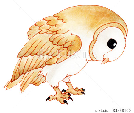 猛禽類のイラスト素材
