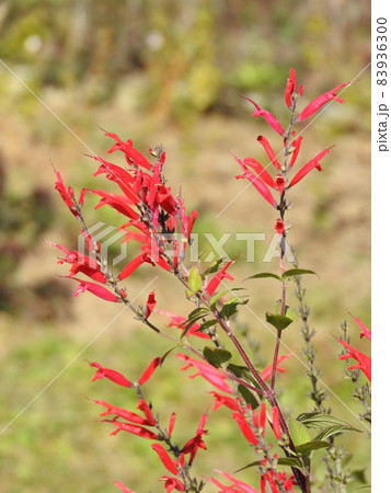 パイナップルセージ ハーブ 赤い花 植物の写真素材