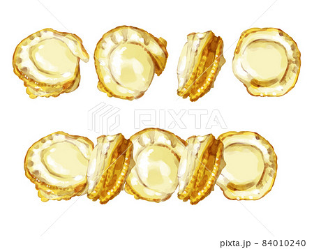 ベビーホタテのイラスト素材