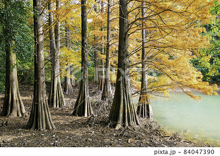 篠栗 篠栗九大の森 九大の森 水辺の森の写真素材 - PIXTA