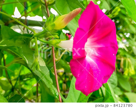 葉っぱ 夏の終わり 緑 朝顔の写真素材