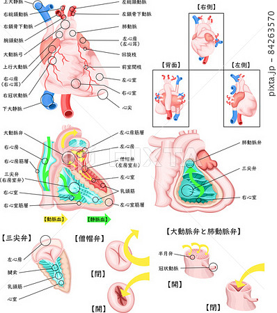 心臓のイラスト素材集 ピクスタ