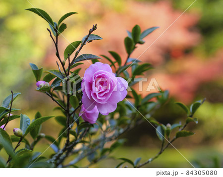 乙女山茶花の写真素材