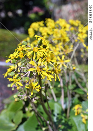 常緑多年草 キク科の写真素材