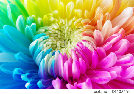 レインボー 虹色 花 菊の写真素材