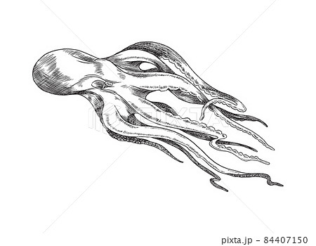タコのイラスト素材集 ピクスタ