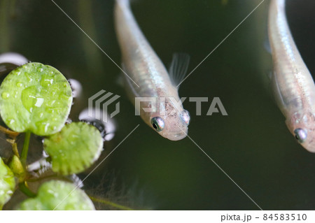 メダカ 川 水草 淡水魚の写真素材