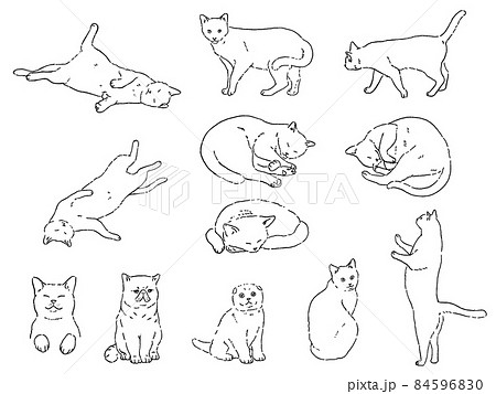 エキゾチックショートヘアのイラスト素材