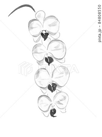 花 植物 水墨画 胡蝶蘭のイラスト素材 - PIXTA