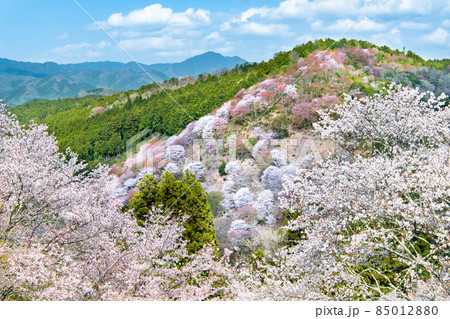 吉野桜の写真素材 - PIXTA