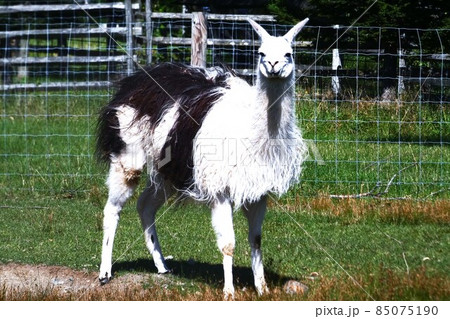 ラマ リャマ ジャマ 動物の写真素材