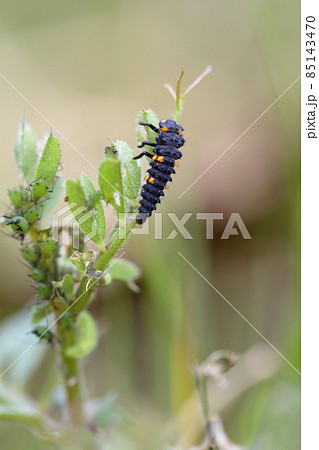 アブラムシ あぶらむし あぶら虫 油虫の写真素材