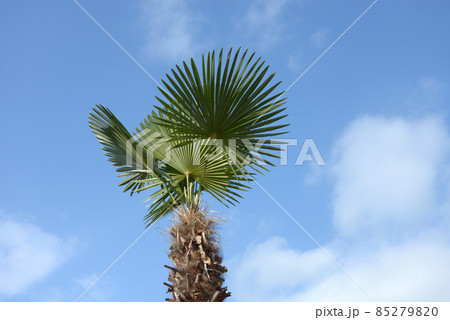 シュロ ヤシ目 ヤシ科 ヤシ属の写真素材 シュロ ヤシ目 ヤシ科 ヤシ属の写真素材