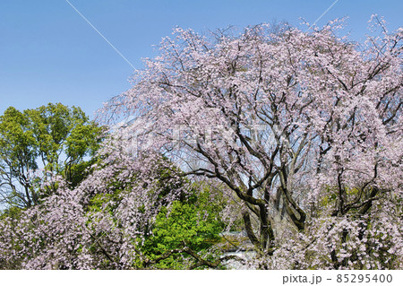 しだれ桜(六義園)水彩画 木製フレーム付き 六義園しだれ桜 | agataJapan.tokyo