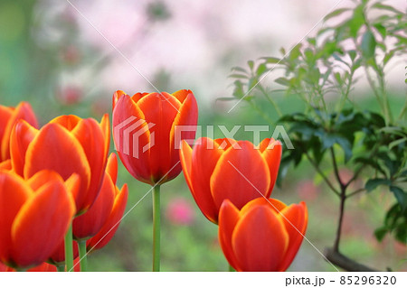 トルコ国花の写真素材