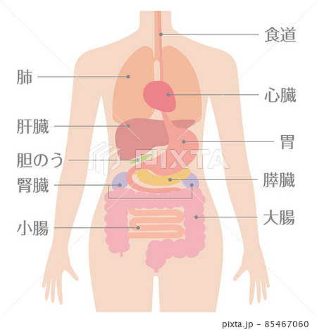 解剖図 内臓 人体図の写真素材