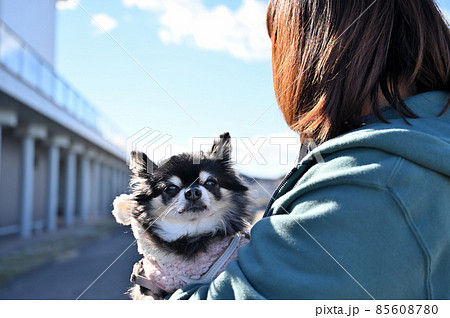 犬 後ろ姿 チワワ 自然の写真素材