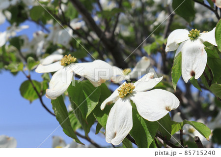 ハナミズキ 白 花 はなみずきの写真素材