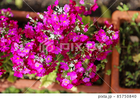 プリメラ 花の写真素材