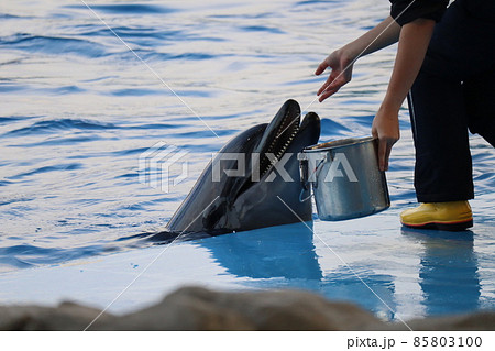 イルカ プール 水族館 飼育員の写真素材