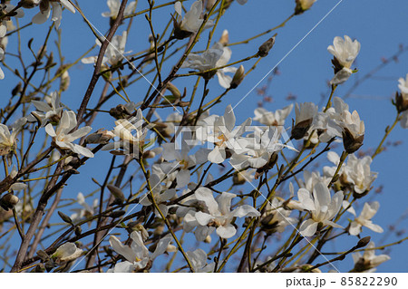 北こぶし 花の写真素材