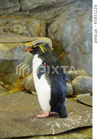 イワトビペンギン キャラクターの写真素材