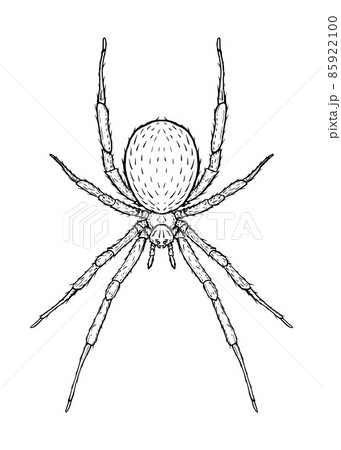 涼蜘蛛の写真素材