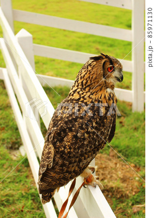 ミミズク1羽 ミミズク 1羽の写真素材 - PIXTA