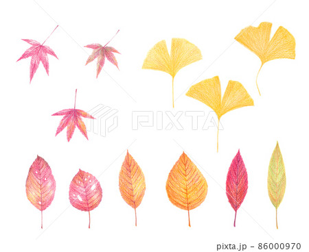 紅葉 カエデ 秋 色鉛筆画のイラスト素材