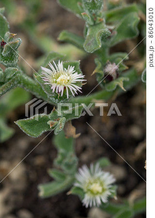 アイスプラント 野菜 ハマミズナ科 メセンブリアンテマ属の写真素材