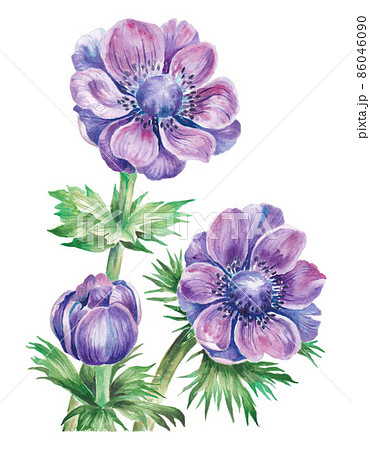 アネモネパステル絵画油絵水彩画アート花フラワー アネモネ 花 水彩画 水彩のイラスト素材 - PIXTA