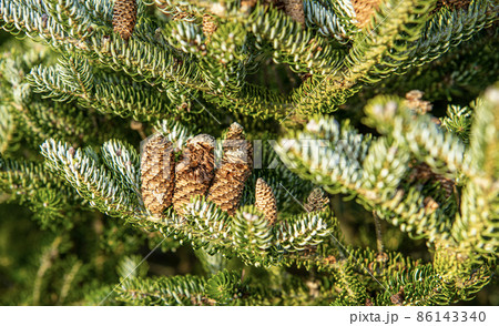 杉ぼっくり 球果 針葉樹の写真素材 - PIXTA