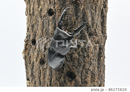 くわ 虫の写真素材 くわ 虫の写真素材